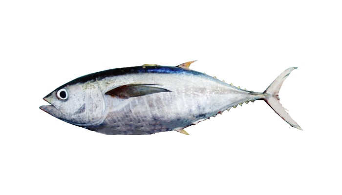 Yellow-Fin Tuna